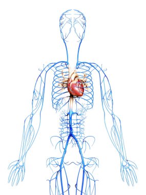 3D, damarların tıbben doğru çizimi.