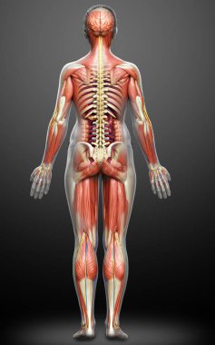 3D, tıbbi olarak kadın anatomisini doğruluyor.