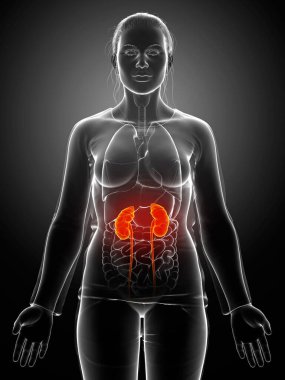 3D üretilmiş, tıbben doğru çizilmiş kadın vurgulanmış böbrekleri ve idrar sistemi.