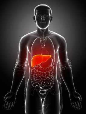 3 boyutlu, erkek karaciğer anatomisinin tıbben doğru çizimi