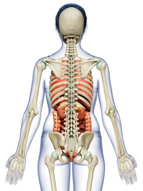 3D, kadın iç organlarının ve iskelet sisteminin tıbben doğru bir gösterimi.
