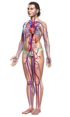 Kadın böbreklerinin ve dolaşım sisteminin 3 boyutlu, tıbben doğru çizimi