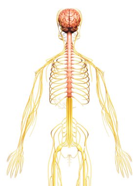 3D, sinir sisteminin tıbbi olarak doğru bir gösterimi.
