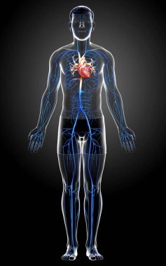 3D, erkek damar anatomisini tıbben doğru gösteriyor.