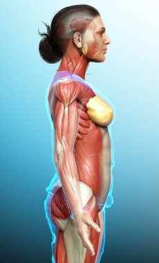 3D, kadın kas sisteminin tıbben doğru bir göstergesi.