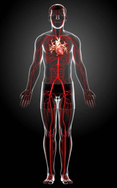 3D, erkek atardamarlarının tıbben doğru çizimi.