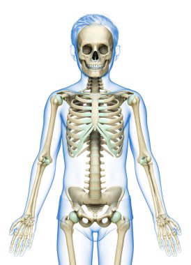 3 boyutlu, tıbbi olarak genç bir çocuğun iskelet sisteminin doğru bir yansıması.