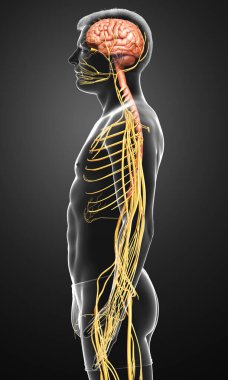 3D, bir erkek sinir sisteminin tıbbi olarak doğru bir gösterimi.