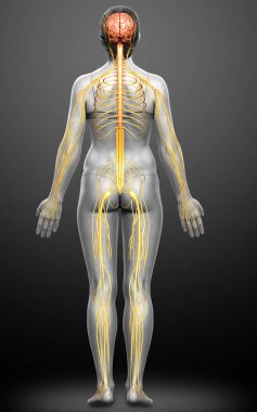 3D, tıbbi olarak bir kadın sinir sisteminin doğru bir örneği.