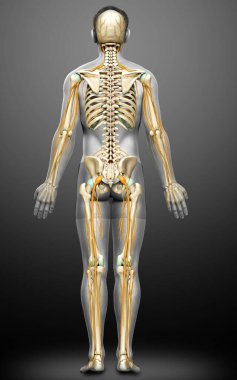 3D, sinir sistemi ve iskelet sisteminin tıbbi olarak doğru bir gösterimi.