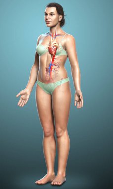 3D tıbbi olarak kadın kalbinin doğru bir çizimi.