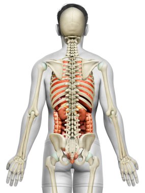 3D, erkek iç organlarının ve iskelet sisteminin tıbben doğru çizimi.