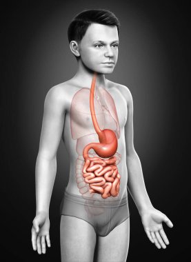 3 boyutlu, tıbbi olarak genç bir çocuğun midesinin ve ince bağırsağının tam bir örneği.