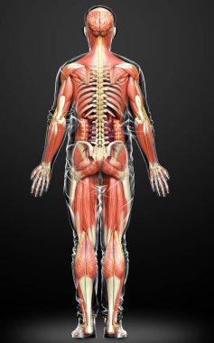 3D, tıbbi olarak erkek anatomisini doğruluyor.