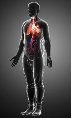 Erkek akciğer anatomisinin 3 boyutlu, tıbben doğru bir örneği.
