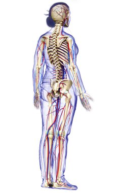3D, kadın dolaşım ve iskelet sisteminin tıbben doğru çizimi.