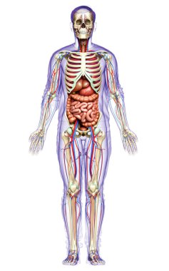 3D, erkek iç organlarının, iskeletinin ve dolaşım sisteminin tıbben doğru bir çizimi.