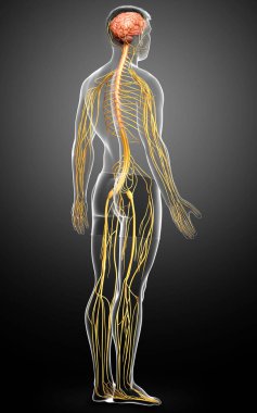 3D, bir erkek sinir sisteminin tıbbi olarak doğru bir gösterimi.