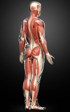3D, erkek kas sisteminin tıbben doğru bir gösterimi.