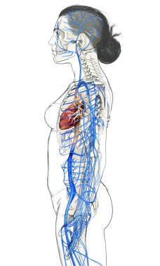 Dişi dolaşım sisteminin 3D çizimi
