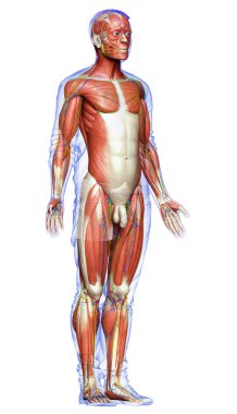 3D, erkek kas sisteminin tıbben doğru bir gösterimi.