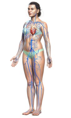 3D, kadın damar anatomisini tıbben doğru gösteriyor.