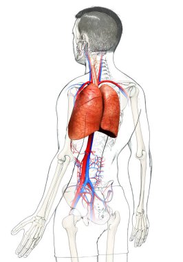 Erkek akciğer anatomisinin 3 boyutlu, tıbben doğru bir örneği.