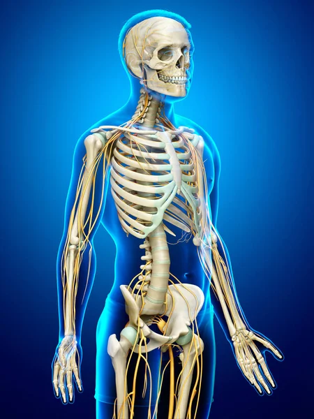 Rendu Illustration Médicalement Précise Système Nerveux Système Squelettique — Photo