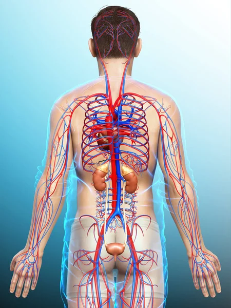 Renderizado Ilustración Médicamente Precisa Los Riñones Sistema Circulatorio — Foto de Stock