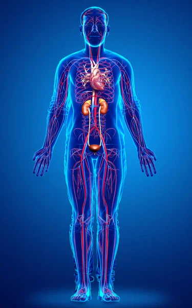 Reso Illustrazione Clinicamente Accurata Dei Reni Del Sistema Circolatorio — Foto Stock