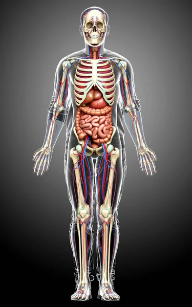 3D对男性内脏器官 骨骼和循环系统进行了准确的医学描述 — 图库照片