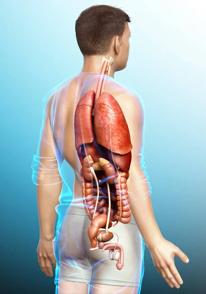 Medisch Nauwkeurige Illustratie Van Mannelijke Inwendige Organen — Stockfoto