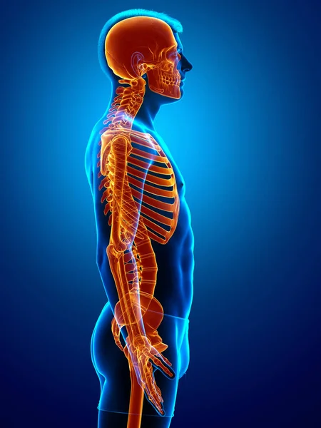 Gerenderte Medizinisch Korrekte Darstellung Eines Weiblichen Skelettsystems Mit Hoher Beleuchtung — Stockfoto