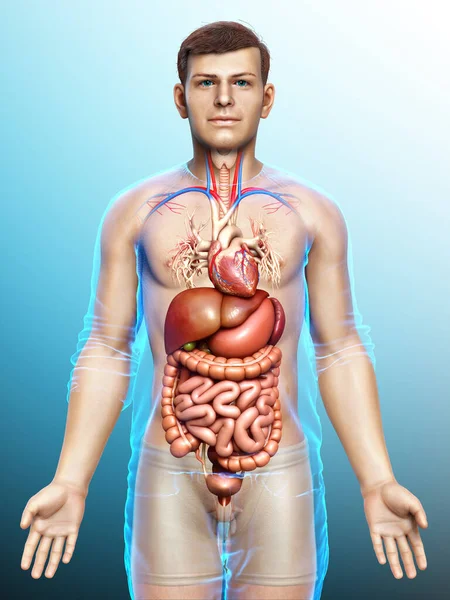 Gerenderte Medizinisch Genaue Darstellung Des Männlichen Verdauungssystems Und Des Herzens — Stockfoto