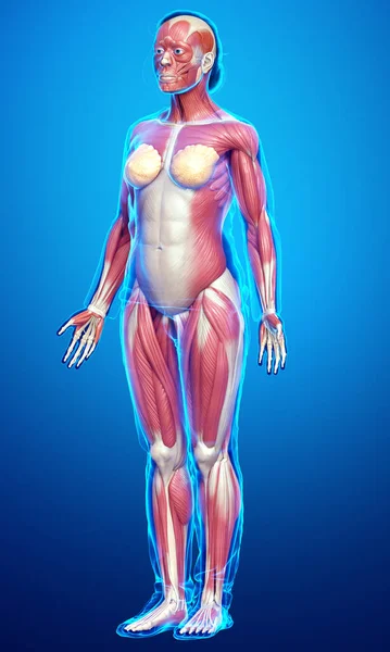 Renderizado Ilustración Médicamente Precisa Sistema Muscular Femenino — Foto de Stock