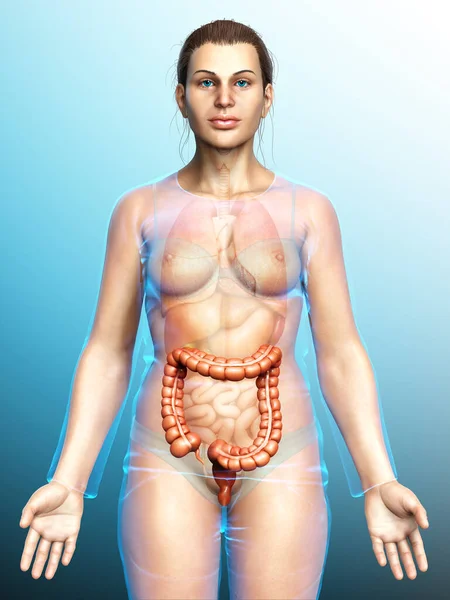 Utförd Medicinskt Korrekt Illustration Kvinnlig Tjocktarmsanatomi — Stockfoto