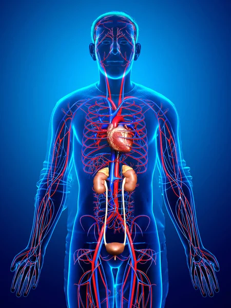 Reso Illustrazione Clinicamente Accurata Dei Reni Del Sistema Circolatorio — Foto Stock