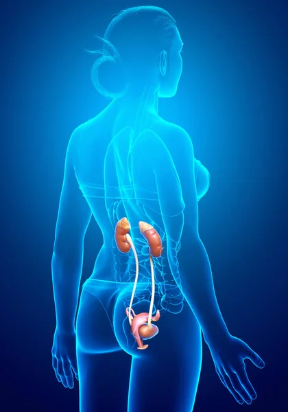 Rendered Medically Accurate Illustration Female Kidneys — Stock Photo, Image