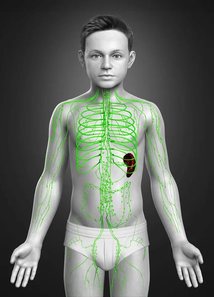 Renderizado Ilustración Médicamente Precisa Sistema Linfático Niño — Foto de Stock