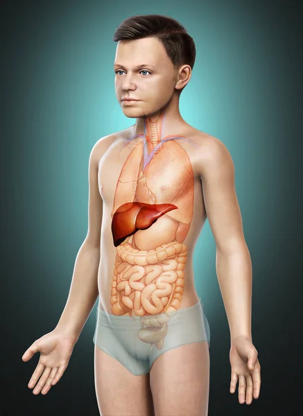 Vykreslené Lékařsky Přesné Ilustrace Mladého Chlapce Játra Anatomie — Stock fotografie