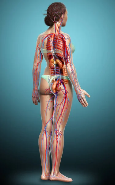 Representa Ilustración Médicamente Precisa Del Sistema Circulatorio Femenino Los Órganos — Foto de Stock