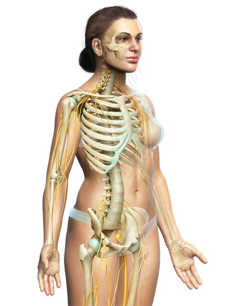 Medisch Nauwkeurige Illustratie Van Een Vrouwelijk Zenuwstelsel Skeletsysteem — Stockfoto