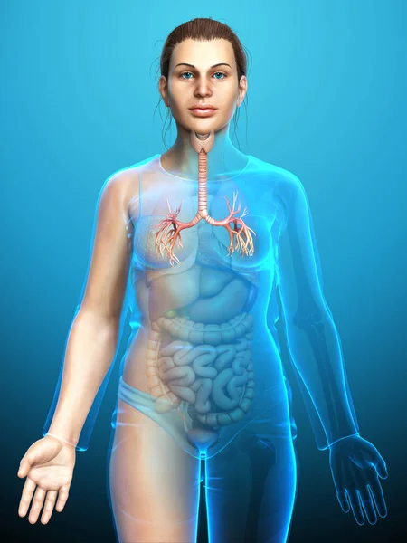 Illustration Larynx Trachea Bronchi Ingår Andningssystemet — Stockfoto