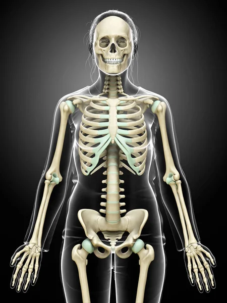 Utförd Medicinskt Korrekt Illustration Ett Kvinnligt Skelettsystem — Stockfoto