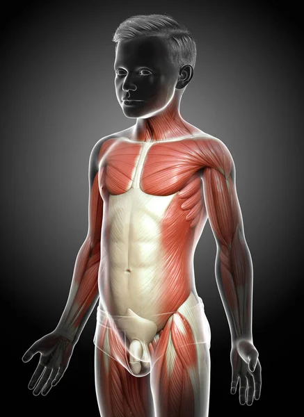 Renderowane Medycznie Dokładna Ilustracja Systemu Mięśni Młodego Chłopca — Zdjęcie stockowe