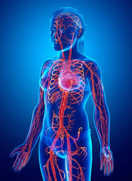 Gerenderte Medizinisch Korrekte Darstellung Weiblicher Arterien — Stockfoto