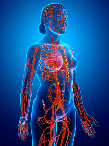 3d оказана медицинская точная иллюстрация женских артерий
