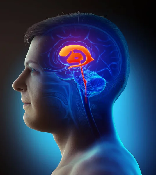 Renderização Ilustração Médica Anatomia Dos Ventrículos Cerebrais Masculinos — Fotografia de Stock