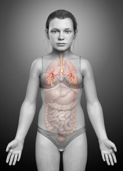 Illustration Larynx Trachea Bronchi Part Respiratory System — Stock Photo, Image