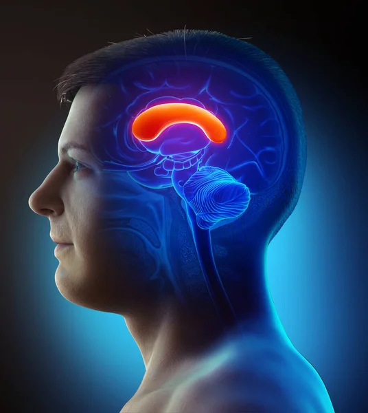 Reso Illustrazione Clinicamente Accurata Cervello Maschile Anatomia Corpus Anteriore — Foto Stock